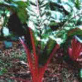 Rhubarb